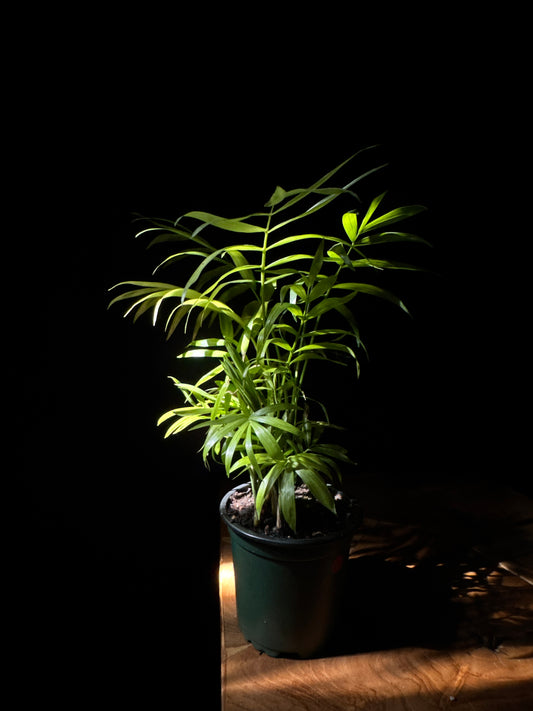 A potted Neanthe Bella Palm plant with green feathery fronds, placed on a wooden surface against a dark background.