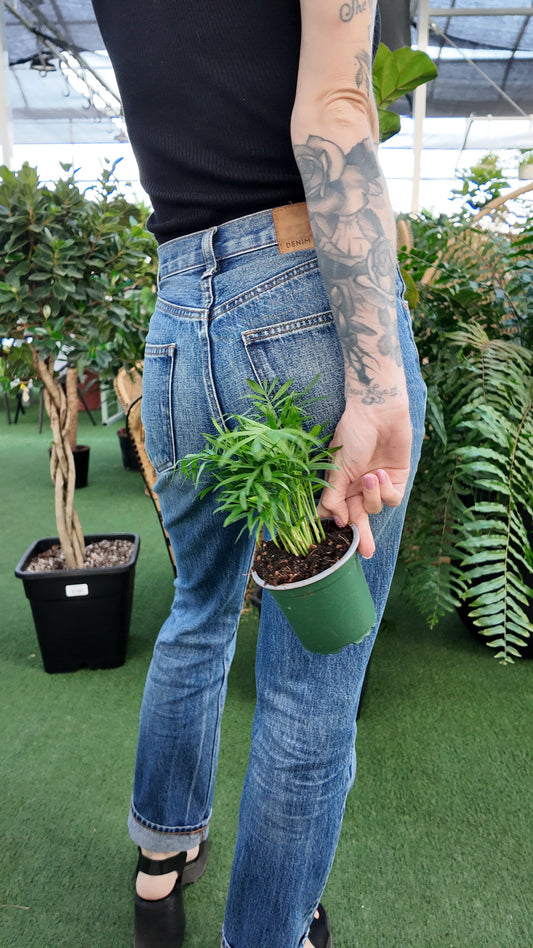 Person holding a small potted neanthe Bella palm plant in an indoor greenhouse setting with greenery.