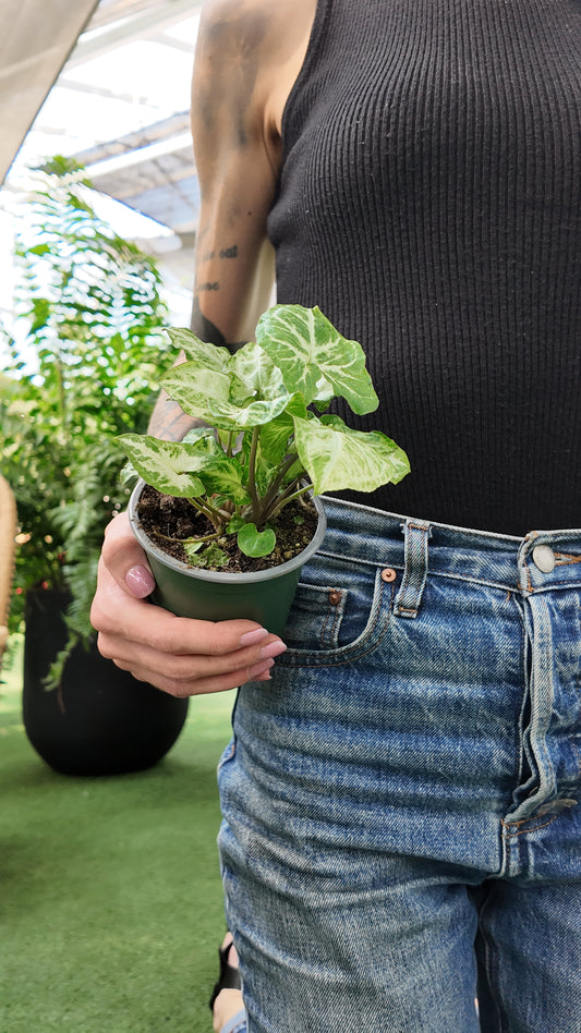 a picture of someone holding a houseplant in a greenhouse 