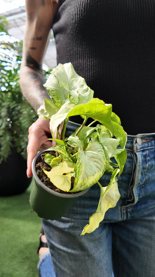 a person holding a houseplant in a greenhouse 