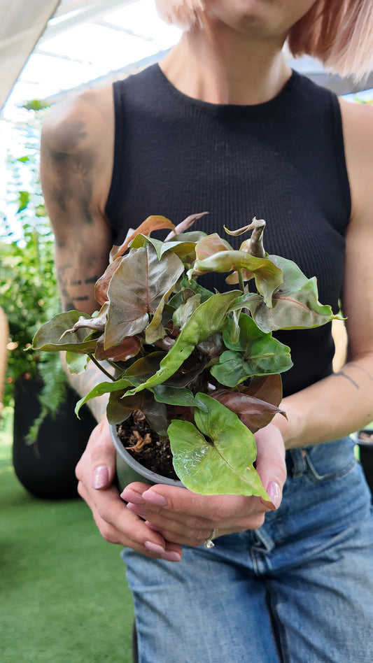 Person holding a potted plant with a blurred background