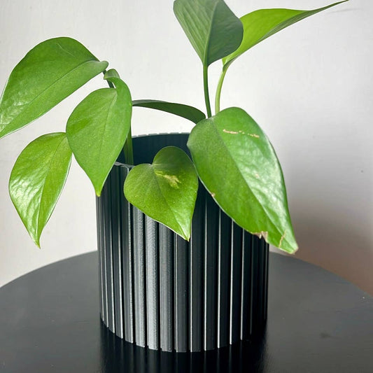 A green plant pot with a minimalist design, containing a single green leafy plant, set against a black background.