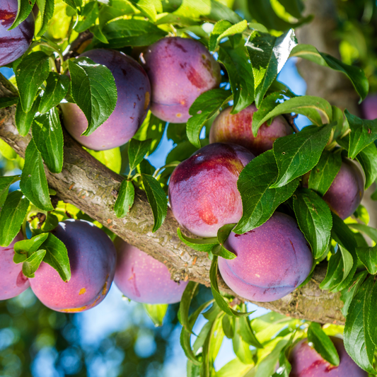 a close up of purple plums growing on a leafy tree outside