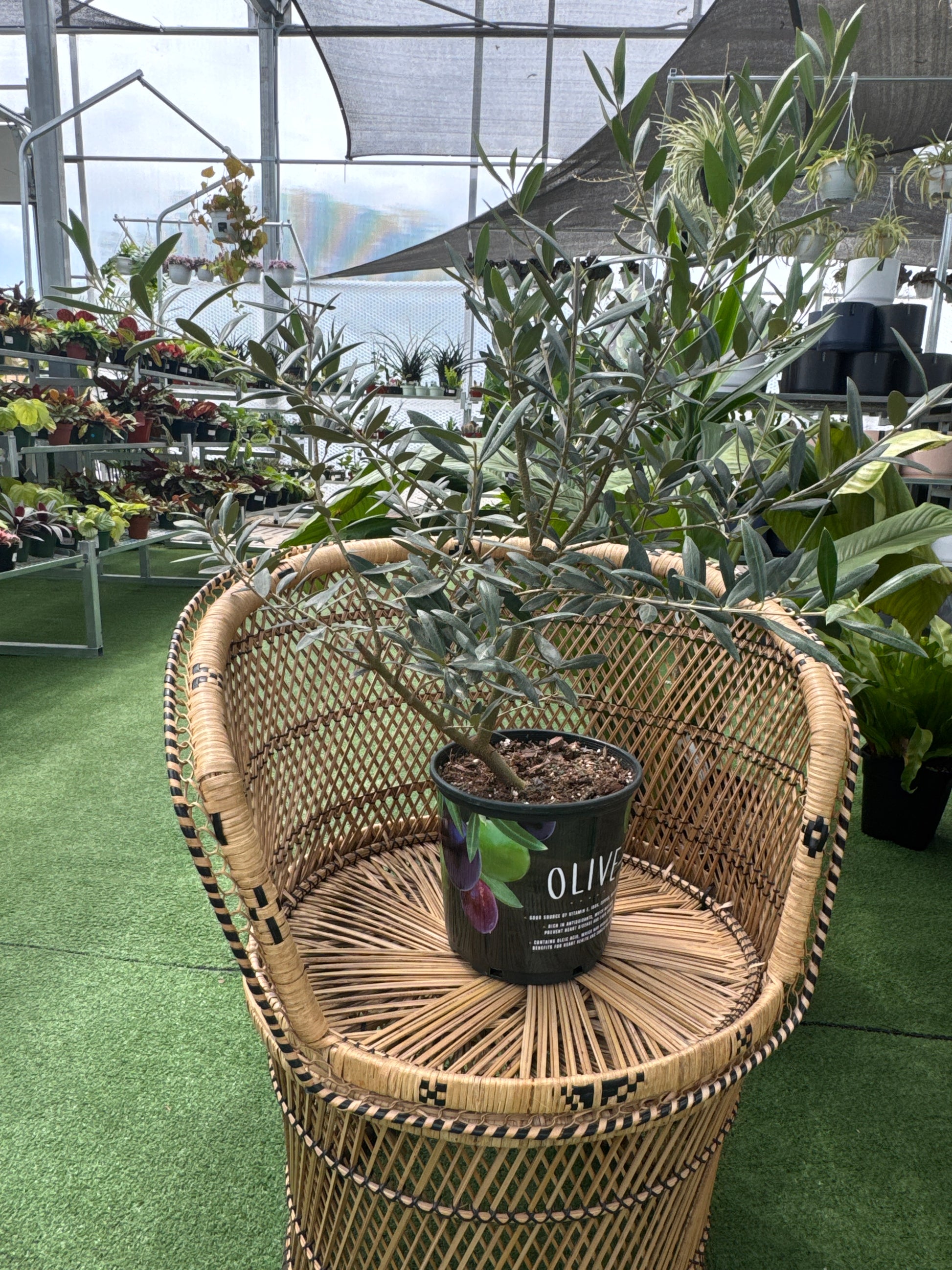 Wicker chair with a potted olive tree sitting on top of it in a green house setting