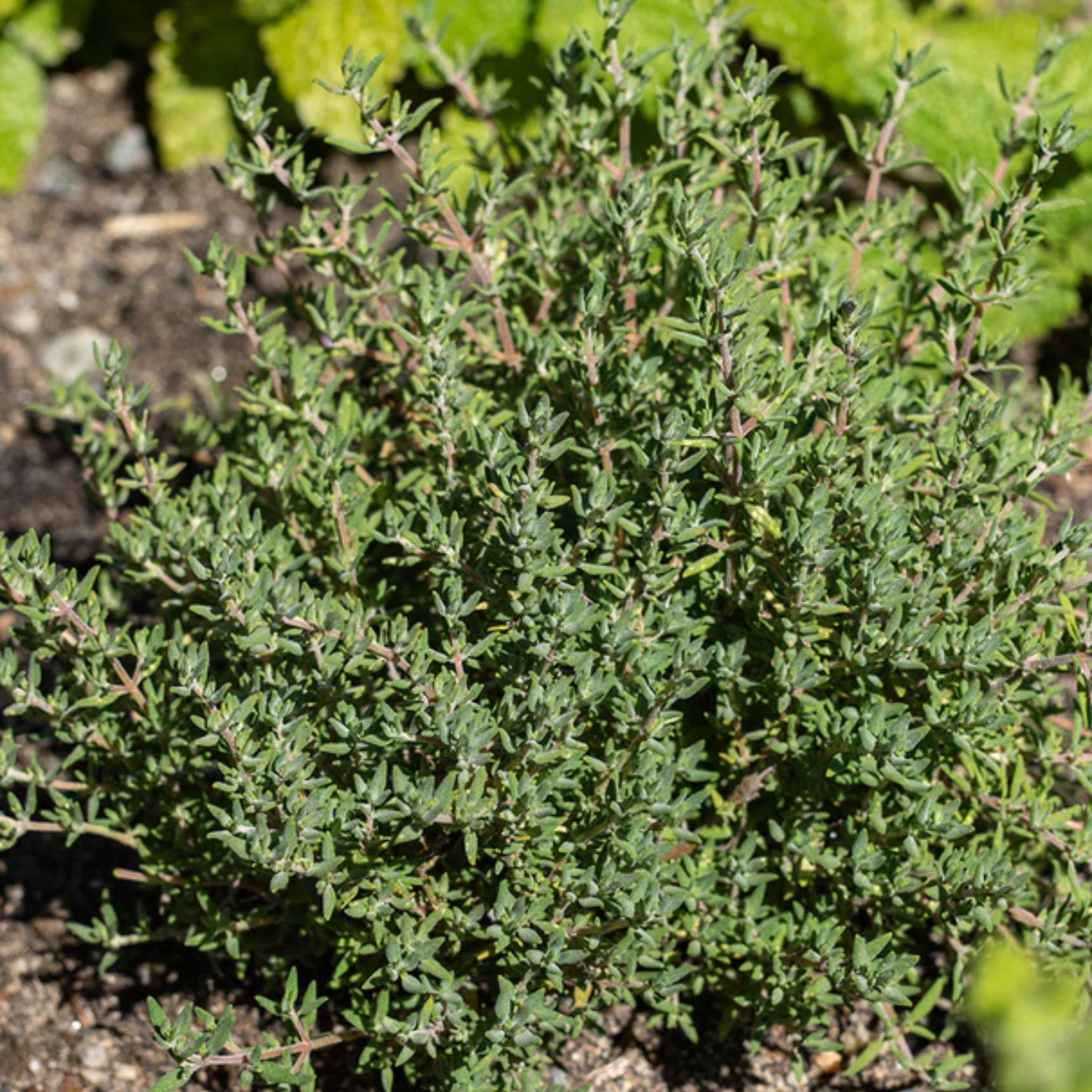 a close up of a thyme orangelo plant in a garden setting