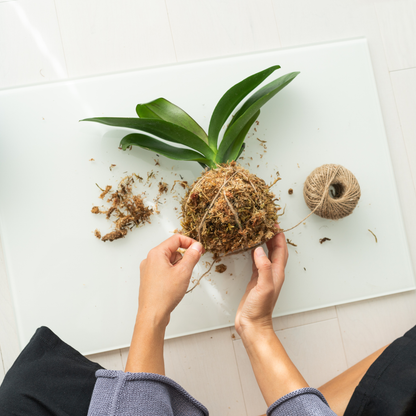 Top-down view of a person's hands doing kokedama, wrapping a orchid with string moss and twine, placed on a white glass tray with a small ball of jute twine nearby.