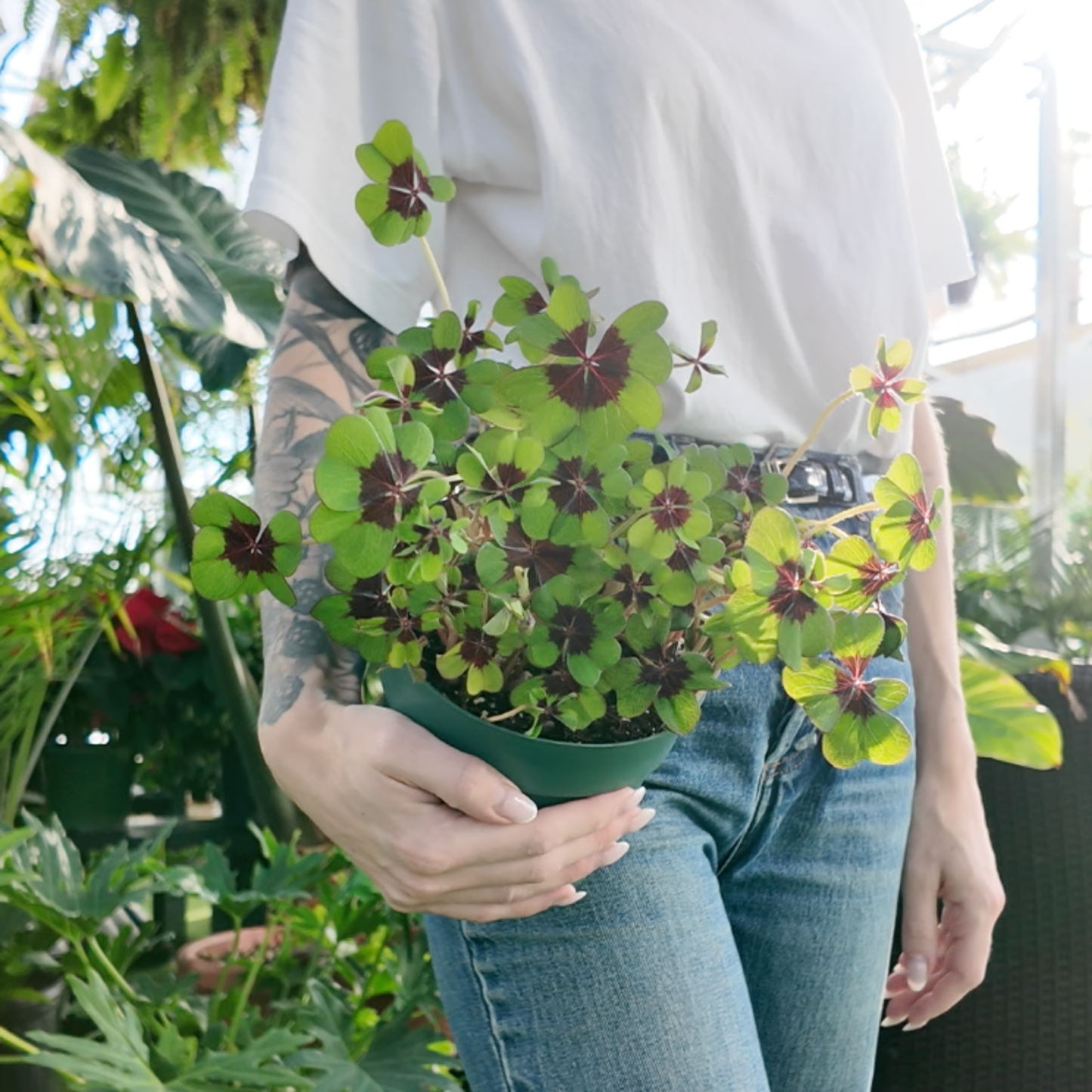 a person holding a potted oxalis iron cross plant in a greenhouse setting