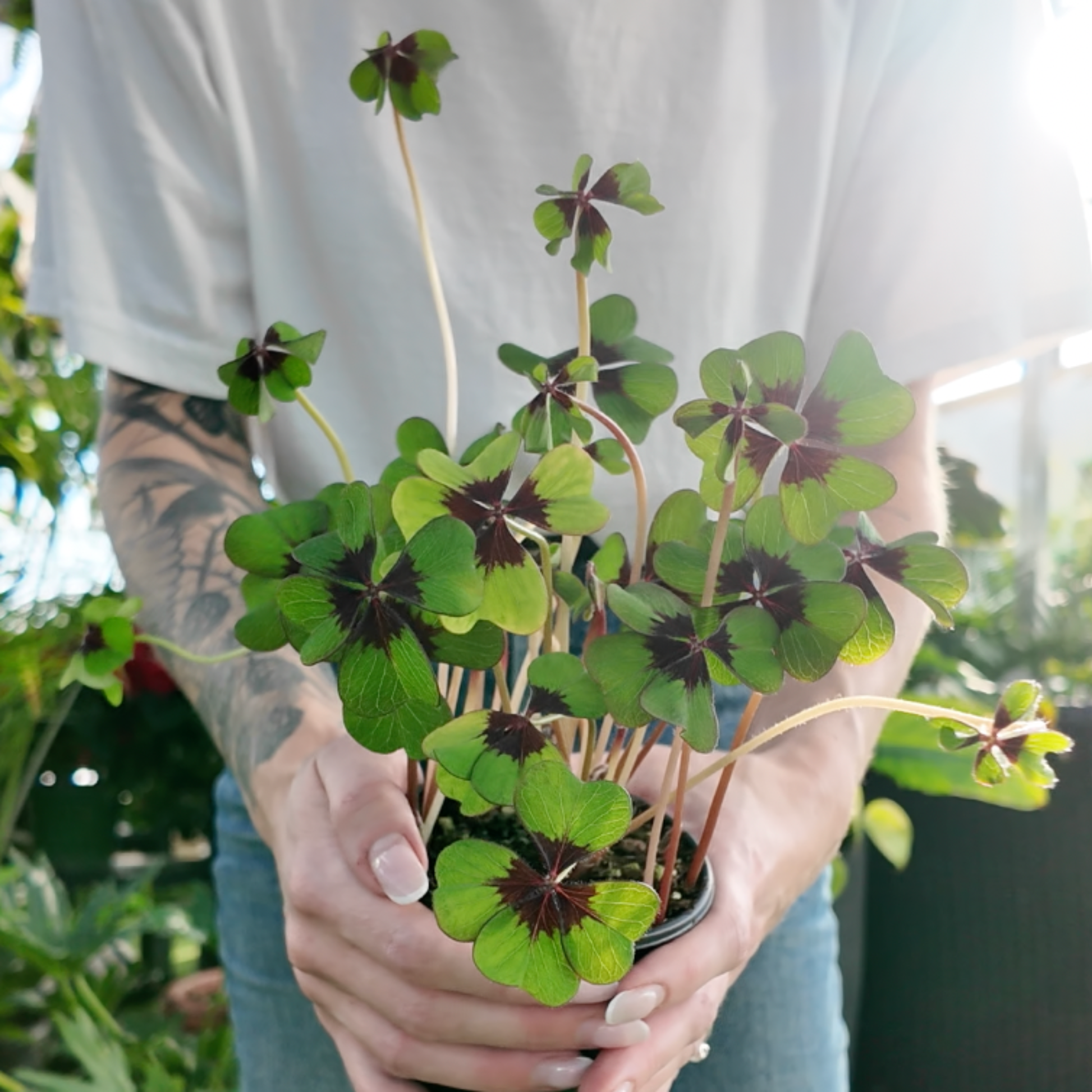 a person holding a potted oxalis iron cross plant in a greenhouse setting