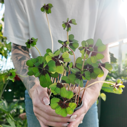 a person holding a potted oxalis iron cross plant in a greenhouse setting