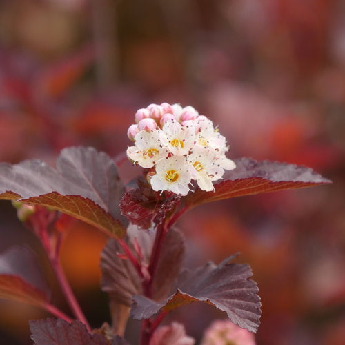 Ginger Wine® Ninebark (PW)
