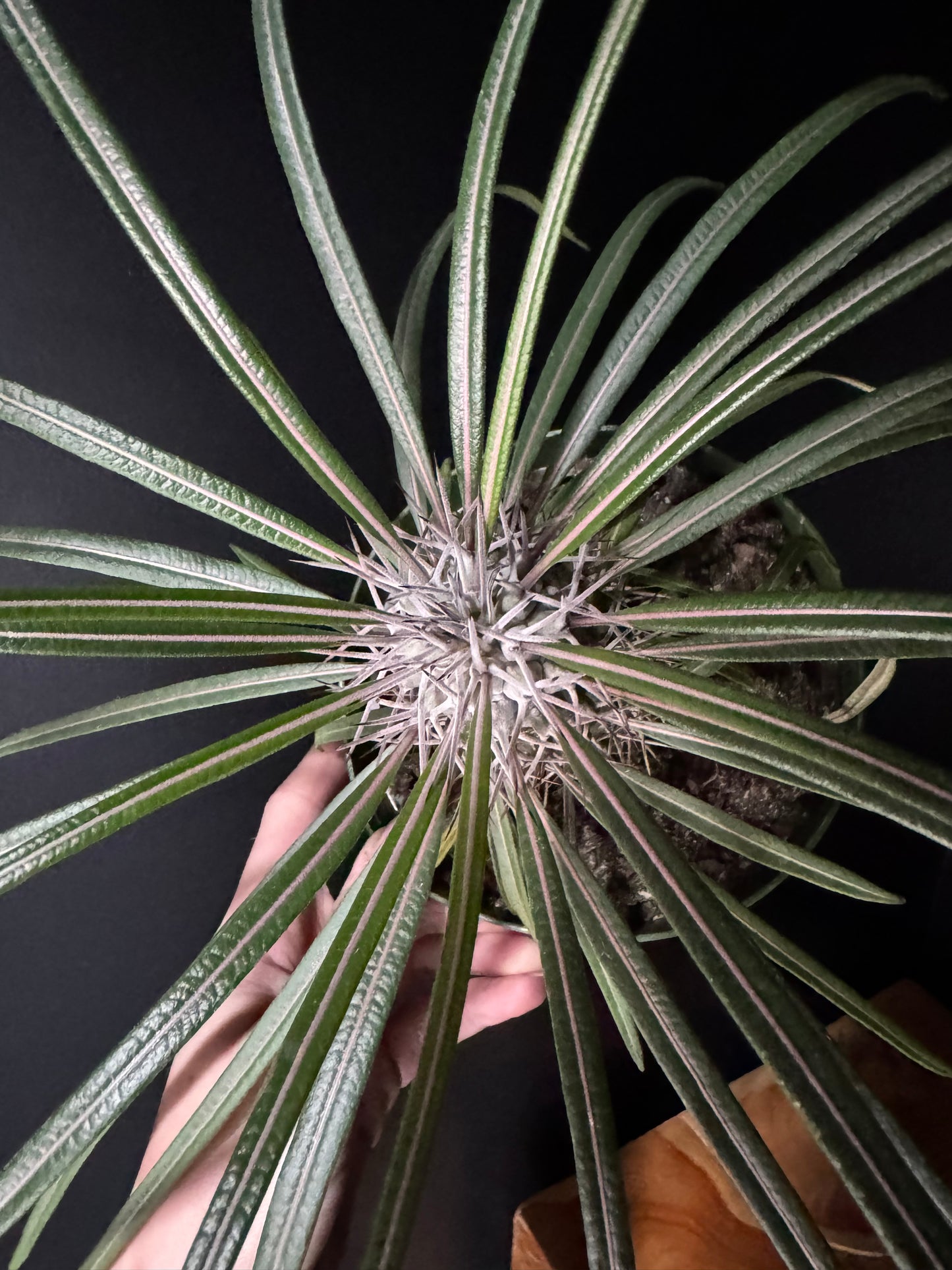 A Madagascar Palm (Pachypodium lamerei) with a spiny trunk and lush green leaves, held in a person's hand against a black background.