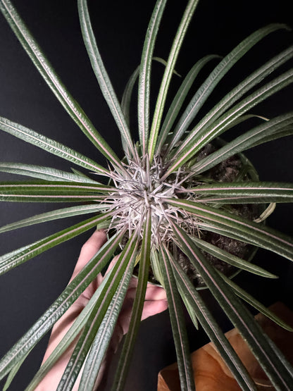 A Madagascar Palm (Pachypodium lamerei) with a spiny trunk and lush green leaves, held in a person's hand against a black background.
