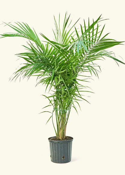 A potted Ravenea rivularis, also known as Palm Majesty, with lush green fronds.