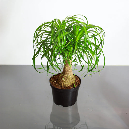 A potted Palm Ponytail-Multi plant with bulbous base and cascading, curly green leaves placed on a reflective surface.