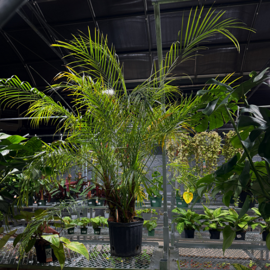 Palm Pygmy Date (Phoenix roebelenii)