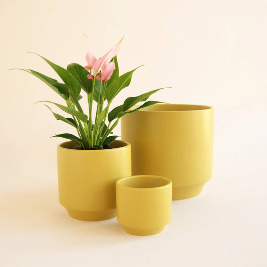 A set of three yellow ceramic planters in different sizes, with the smallest containing a pink plant. The other two are empty.