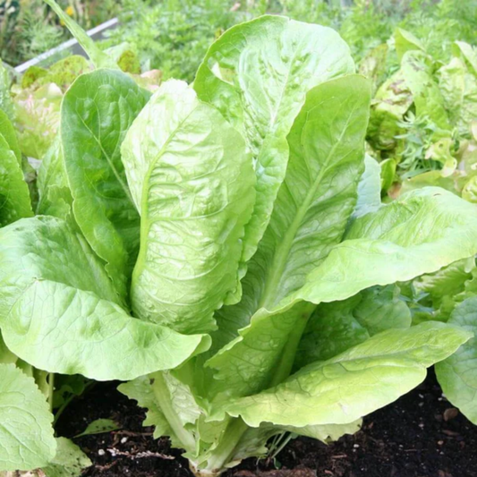 a growing bundle of green Parris lettuce growing in a garden setting