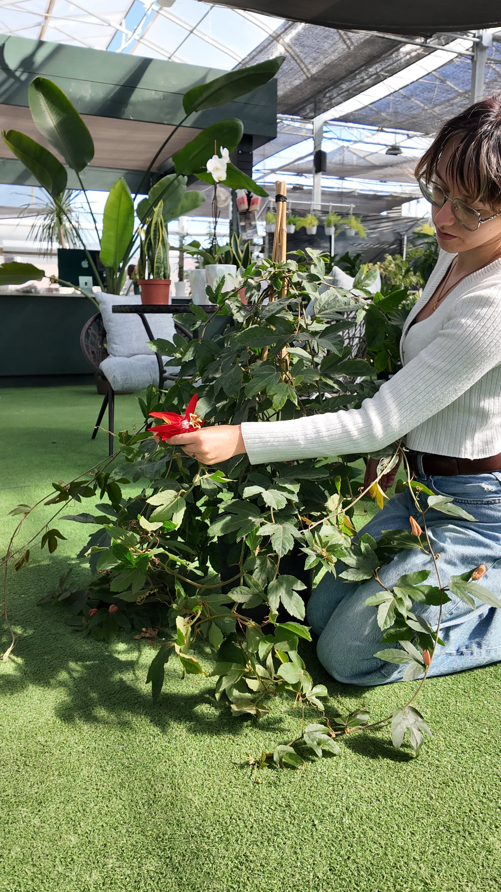 a person holding the red flower of a passion vine in a greenhouse setting