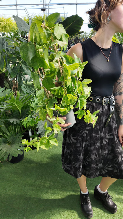 a person holding a potted passion flower plant In a greenhouse setting
