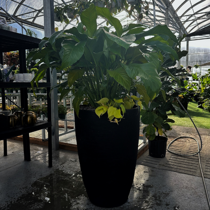 A potted Peace Lily arrangement with glossy green leaves and white blooms, displayed indoors.