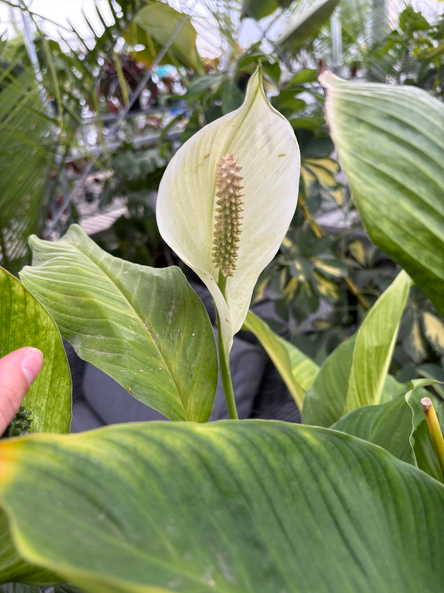 Close-up of a peace lily plant with a blurred background