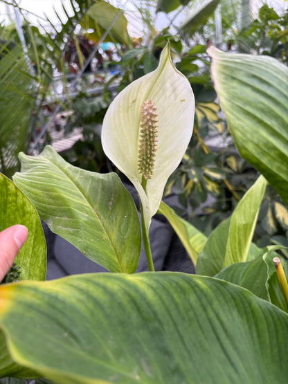 Close-up of a peace lily plant with a blurred background