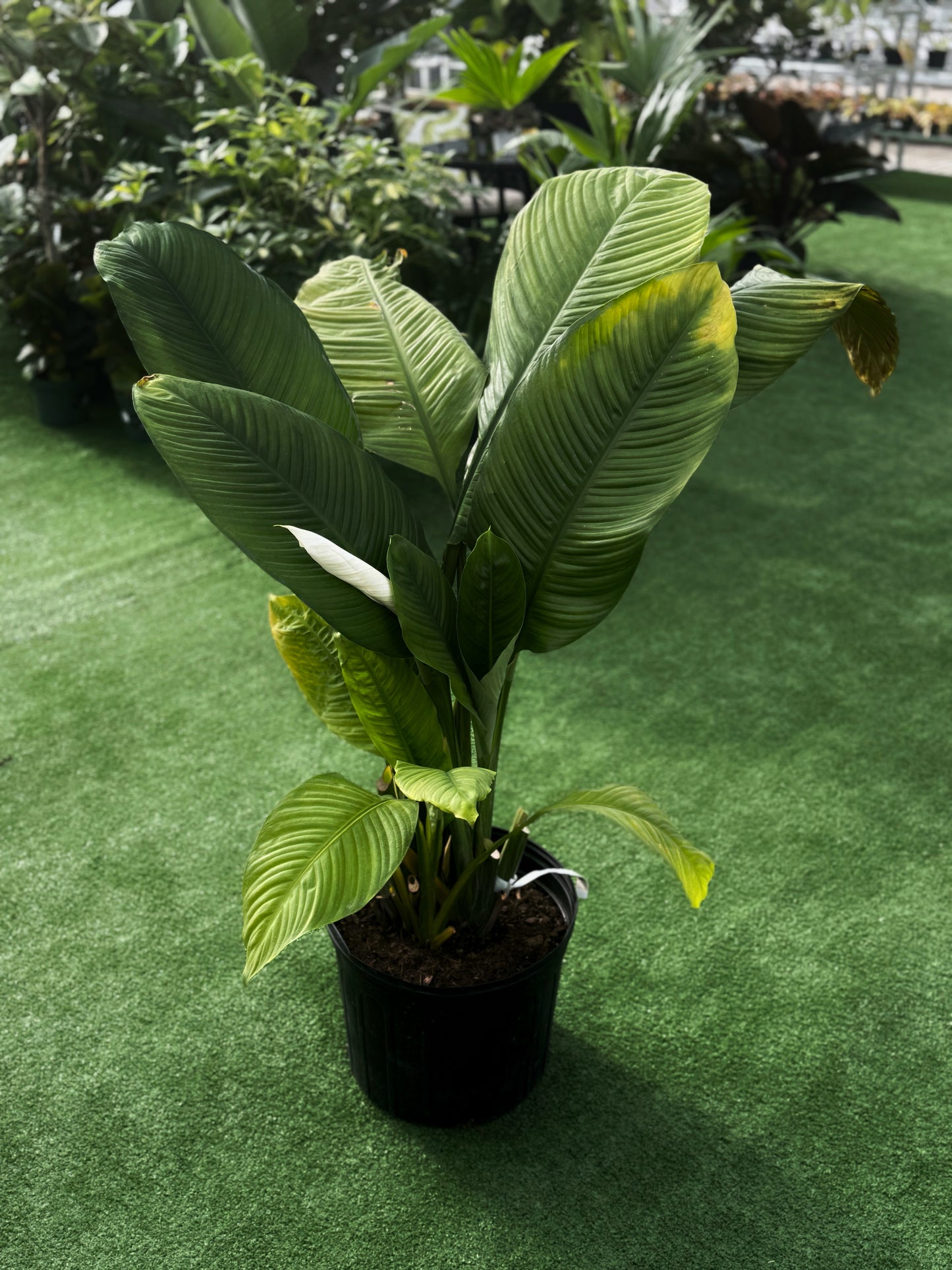 A mature Peace Lily plant with broad, glossy green leaves and white spathes, potted in a black container, displayed on a green surface with other plants in the background.