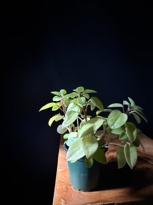 A potted Peperomia 'Astrid Variegated' plant with green and cream variegated leaves, placed on a wooden surface against a dark background.