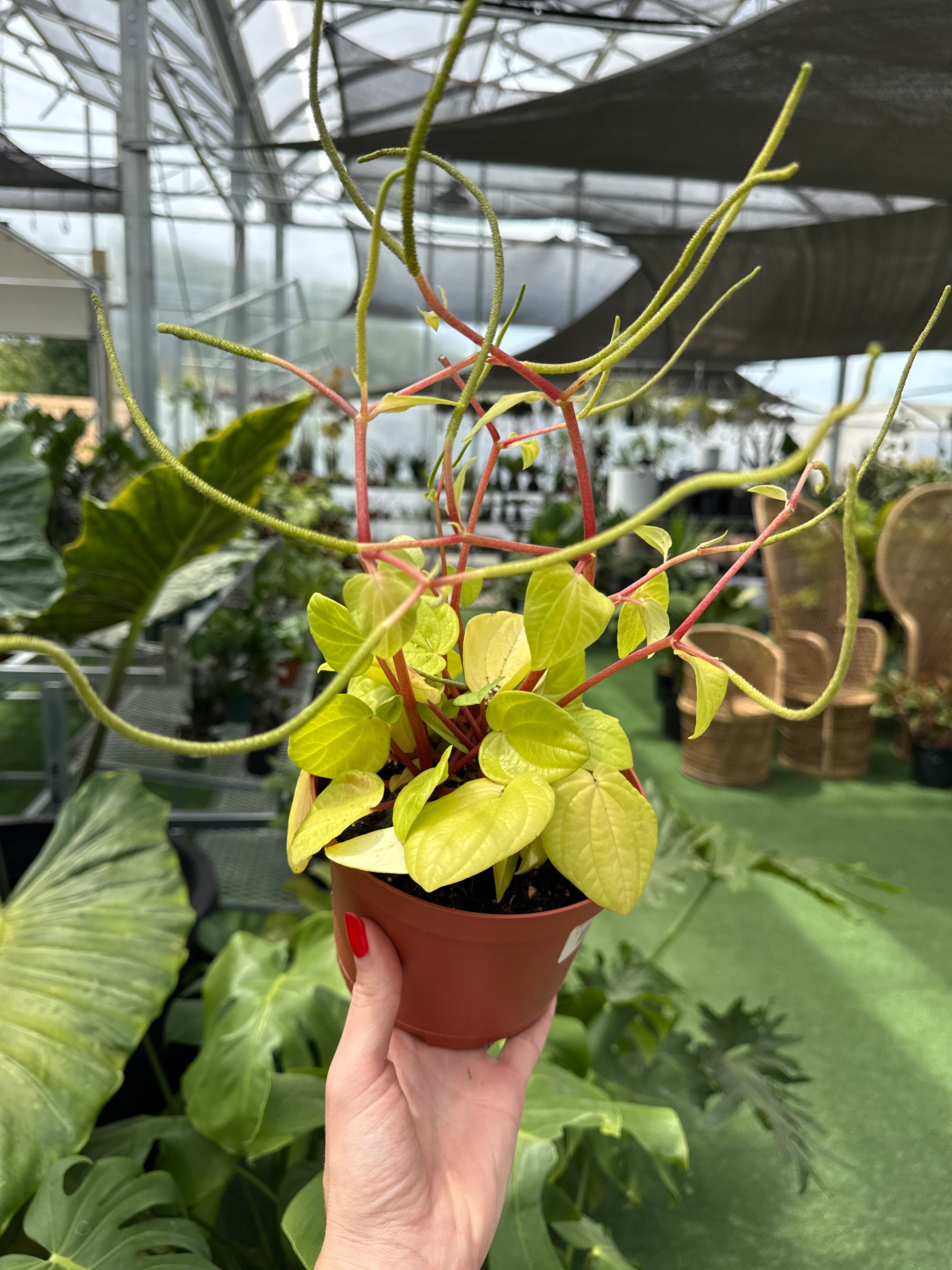 Person holding a potted peperomia Rana verde plant with green leaves and red stems in an indoor setting.