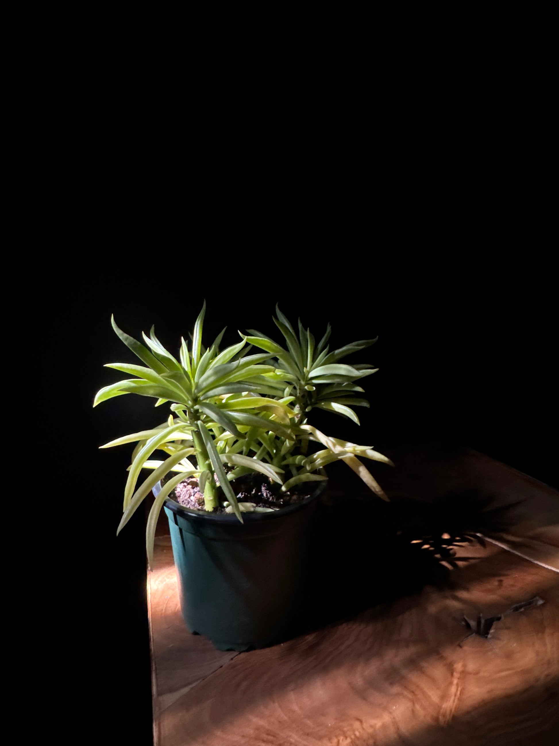 A Peperomia Happy Bean Plant with bright green, bean-shaped leaves in a black pot, placed on a wooden surface with a dark background.