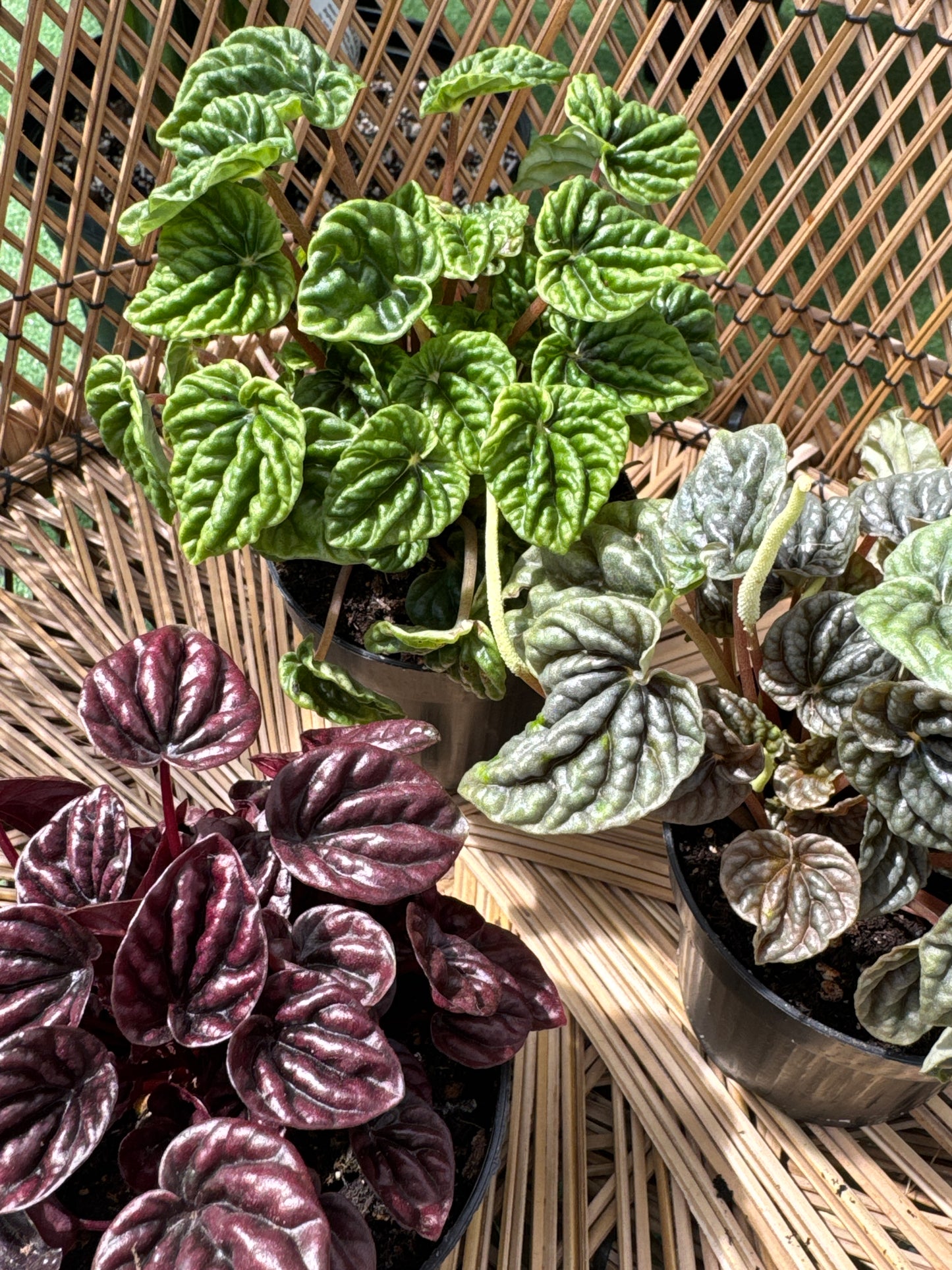 three potted peperomia ripple plants on a woven surface, one green and one with purple leaves.