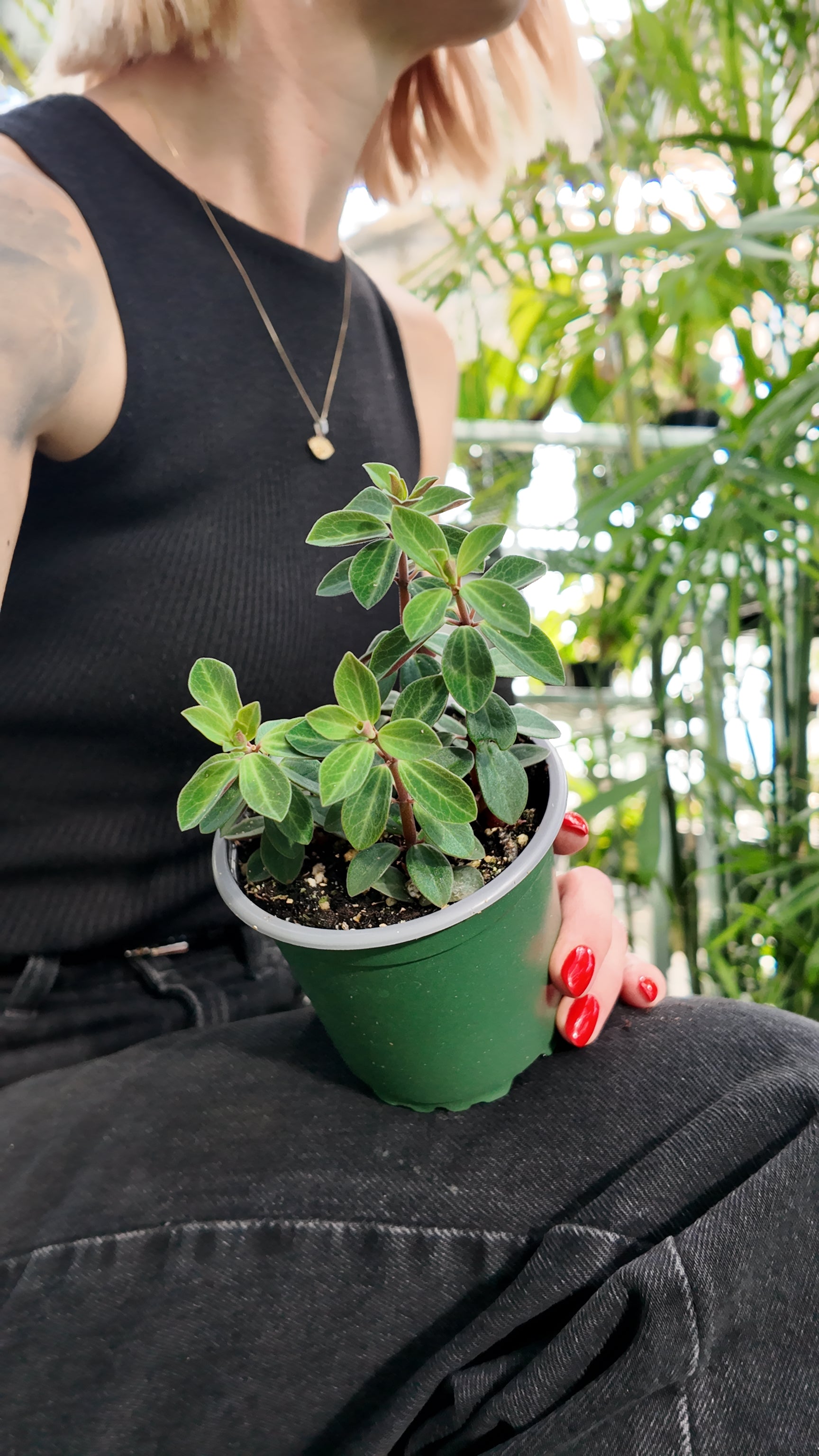 Person holding a small potted peperomia rubella plant in a greenhouse setting with greenery.