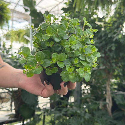 a hand holding a potted peperomia jitterbug plant in a greenhouse setting