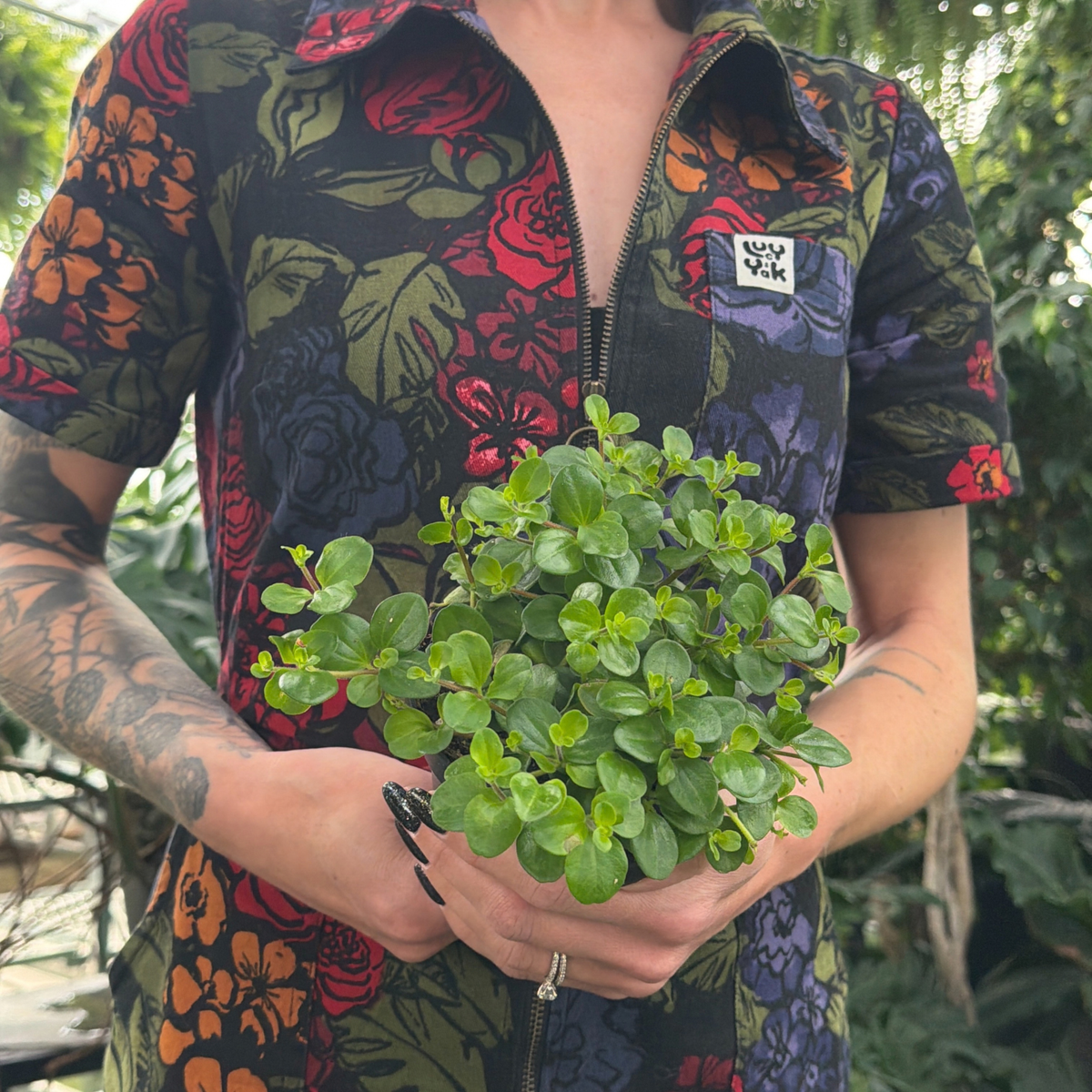 a person wearing a colourful floral jumpsuit holding a potted peperomia jitterbug plant with small green leaves in a greenhouse setting
