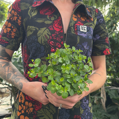 a person wearing a colourful floral jumpsuit holding a potted peperomia jitterbug plant with small green leaves in a greenhouse setting