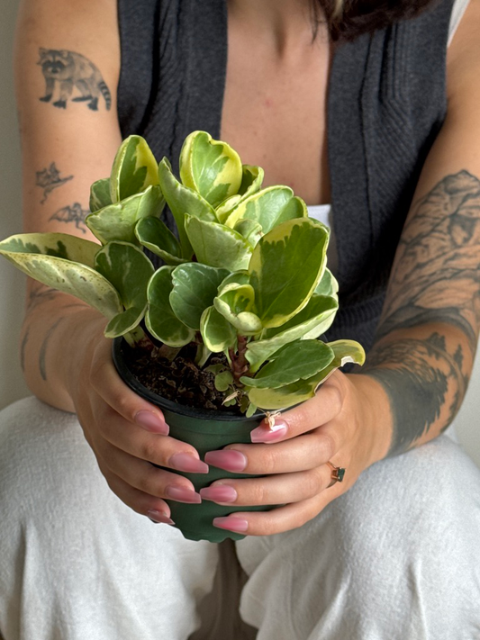Person holding a potted Peperomia Pepperface Marble plant