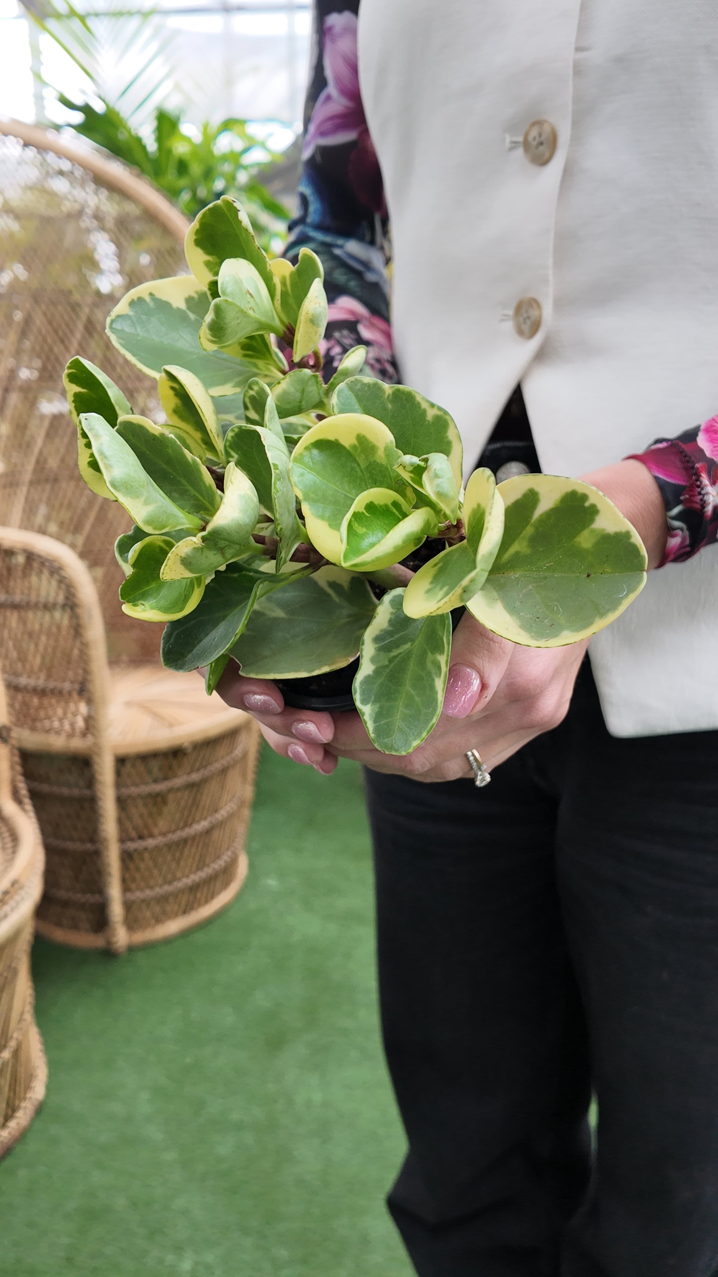 Person holding a potted peperomia pepperface variegated plant with a blurred indoor background