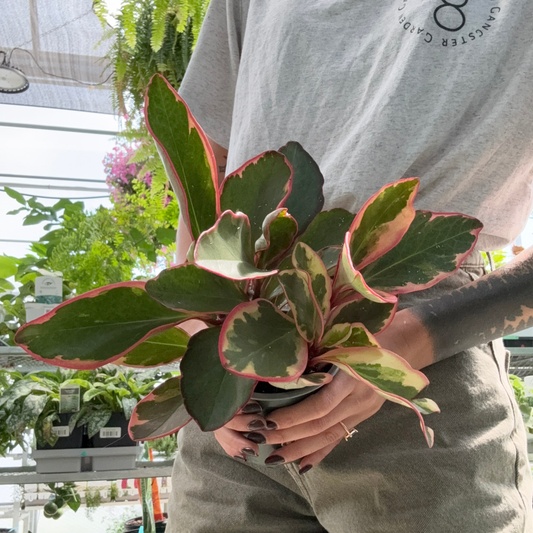 a person holding a green and pink peperomia ginny plant in a greenhouse setting