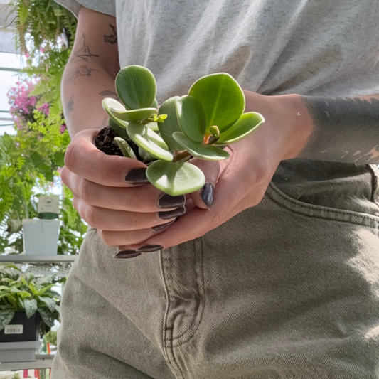 a person holding a potted peperomia hope in a greenhouse setting