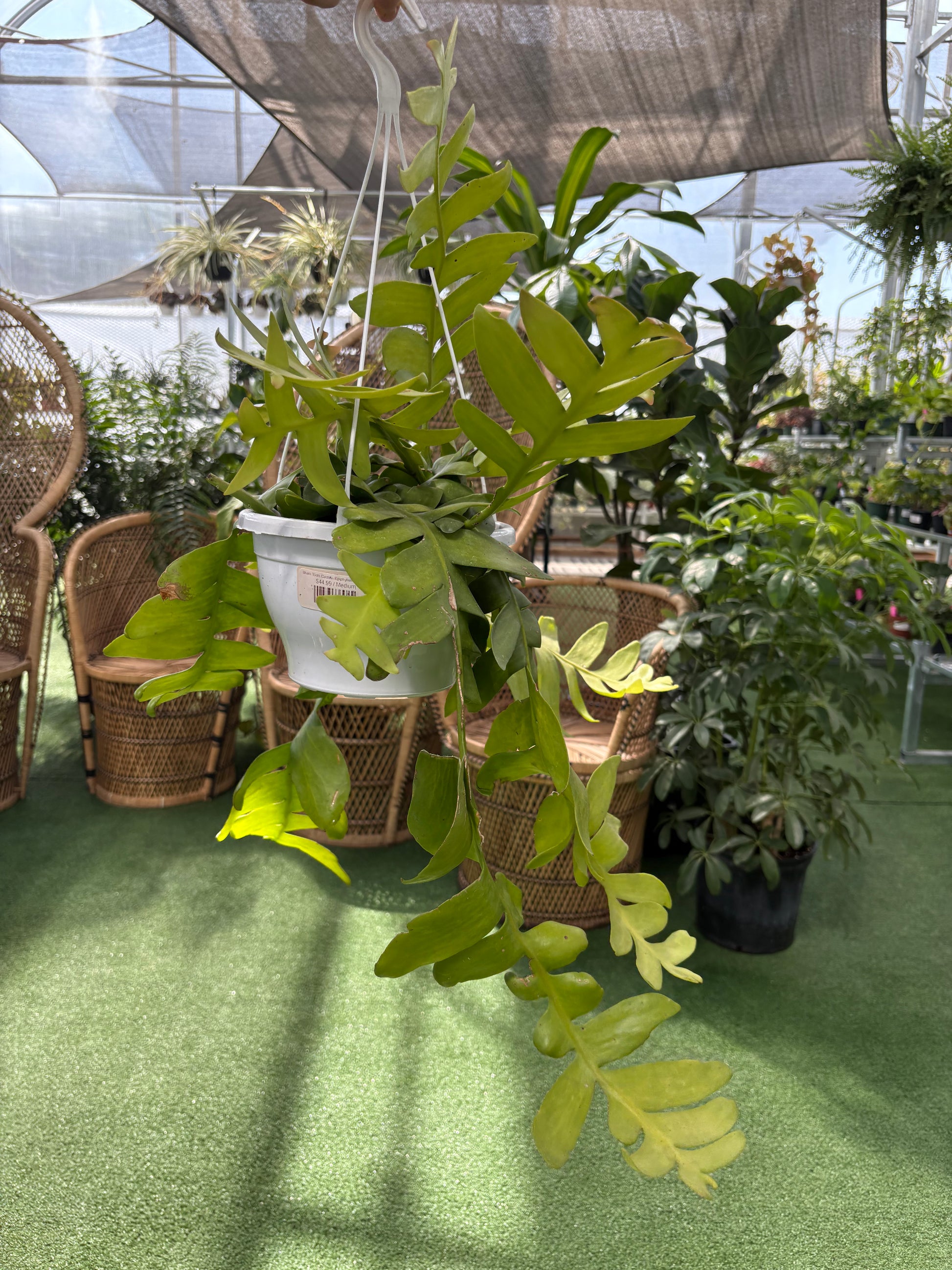 Indoor setting with a potted fishbone cactus plant and wicker chairs on a green floor.