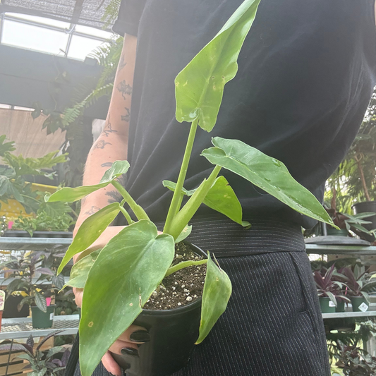 a person holding a potted variegated philodendron bob tee plant in a greenhouse setting
