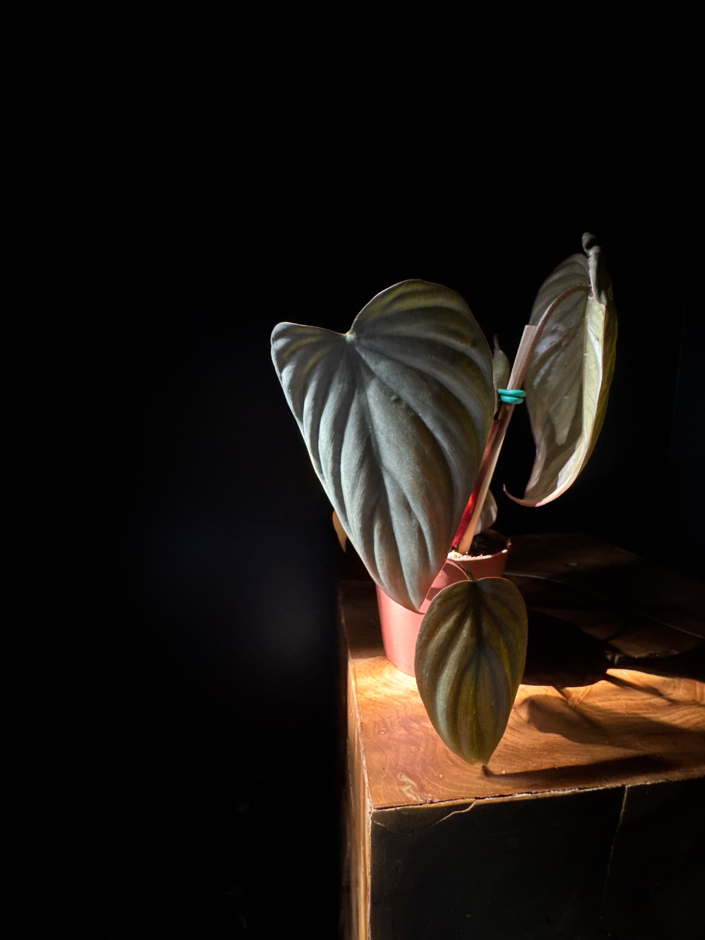 A potted Philodendron Columbia plant with velvety green leaves, placed on a wooden surface against a dark background.