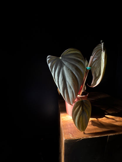 A potted Philodendron Columbia plant with velvety green leaves, placed on a wooden surface against a dark background.