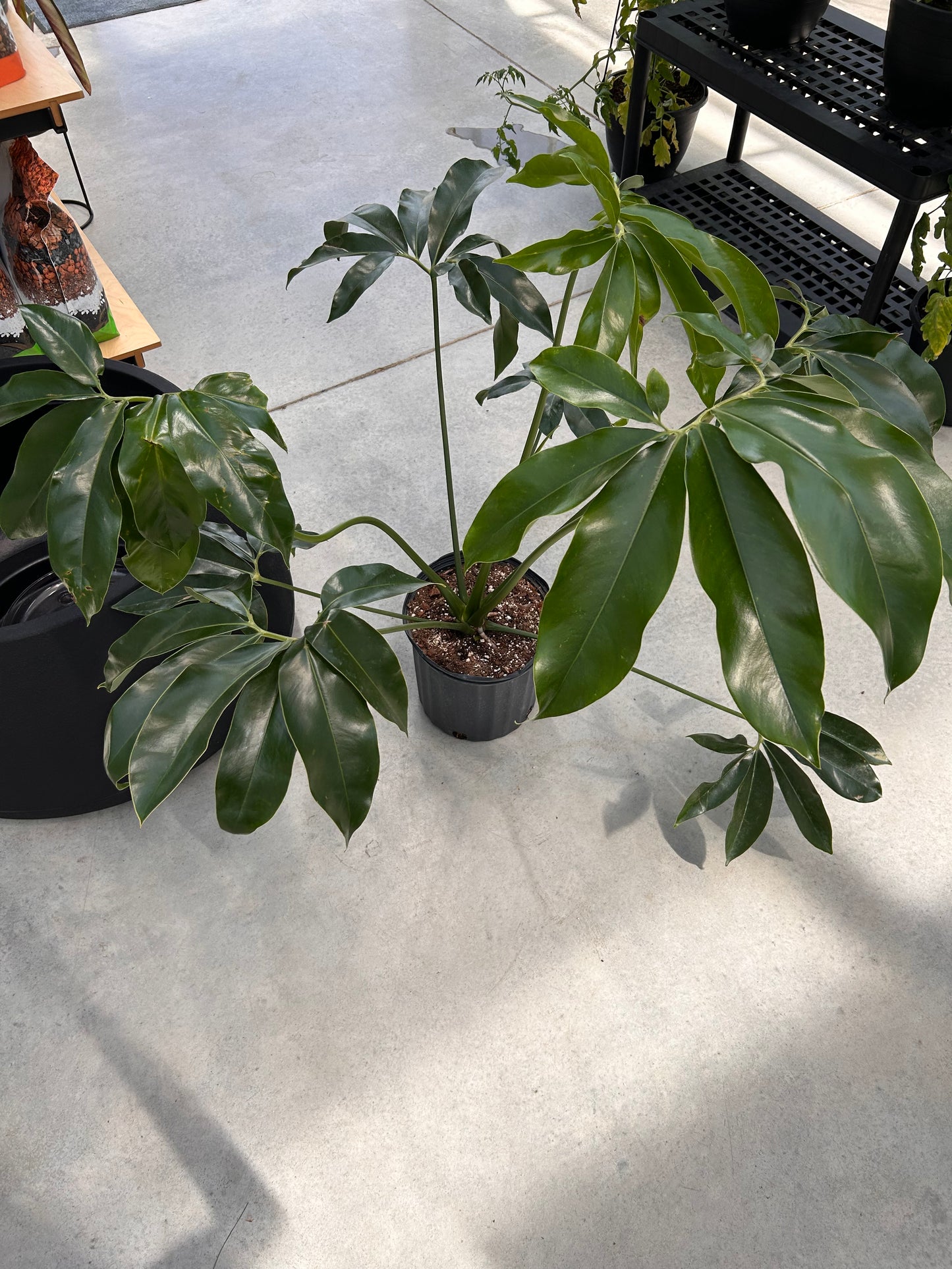 philodendron goeldii for sale australia Philodendron Goeldii