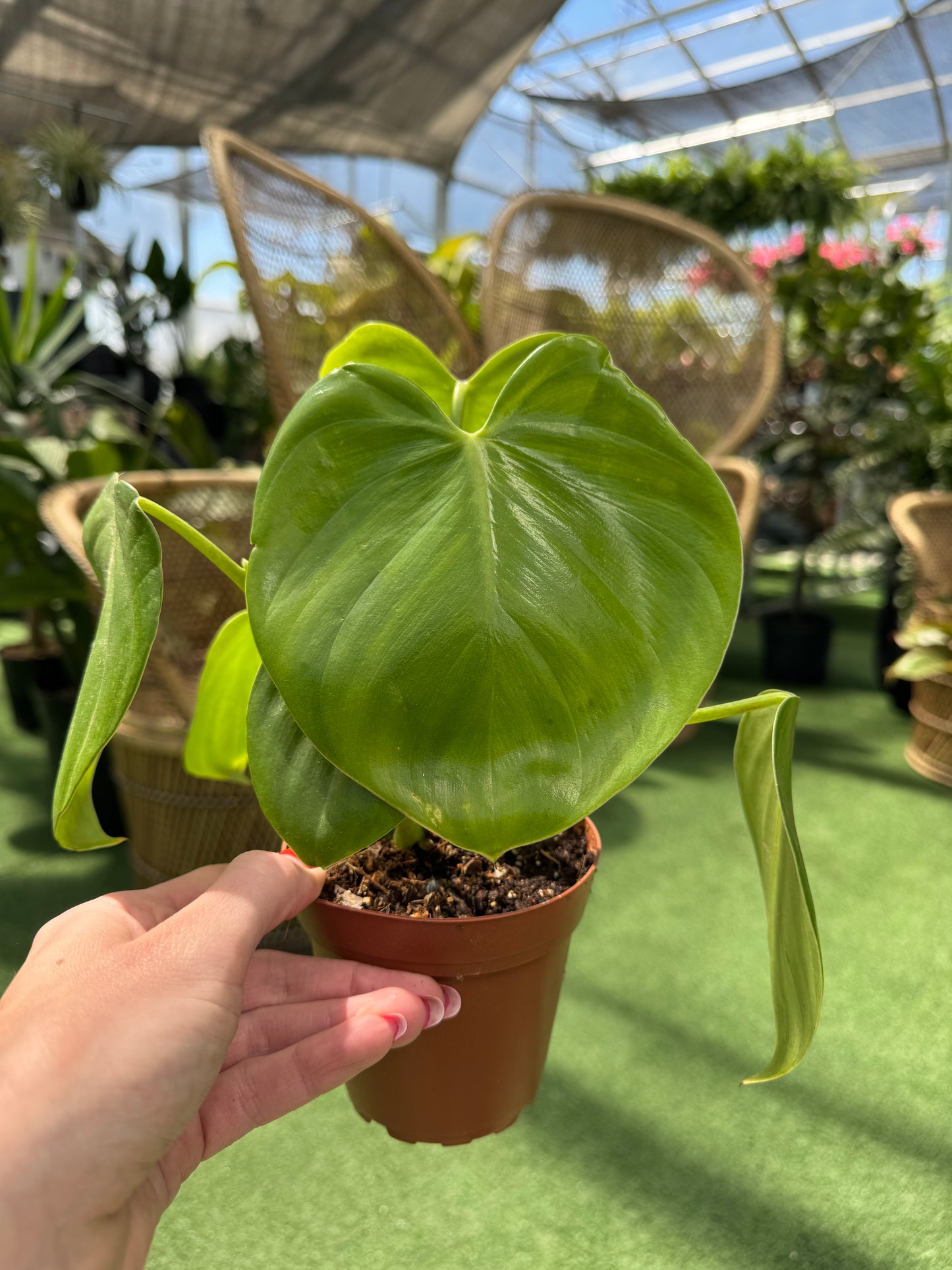 Hand holding a potted philodendron grazielae plant with a blurred  greenhouse background
