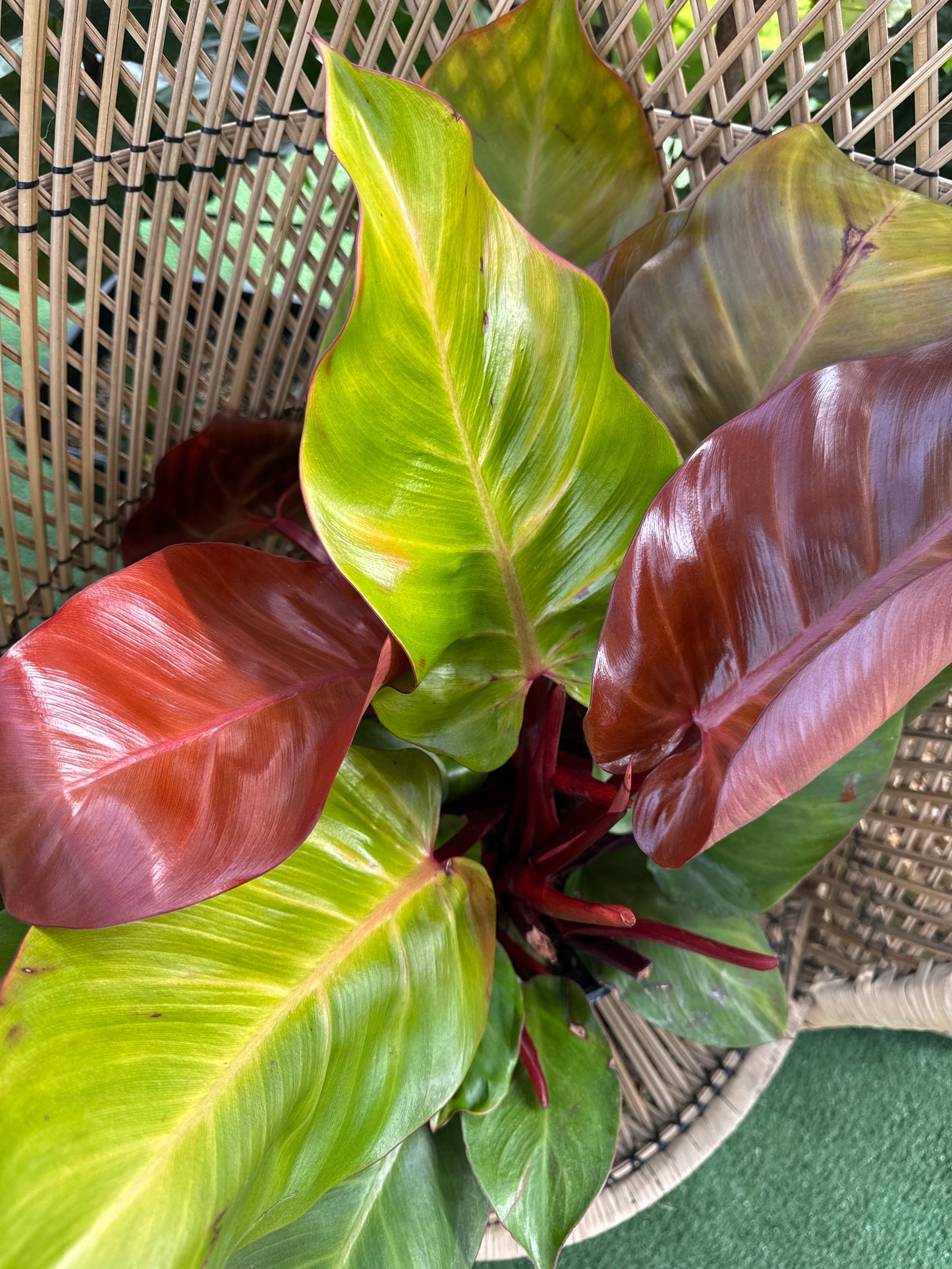 a close up of a philodendron McColleys finale plant resting on a wicker chair