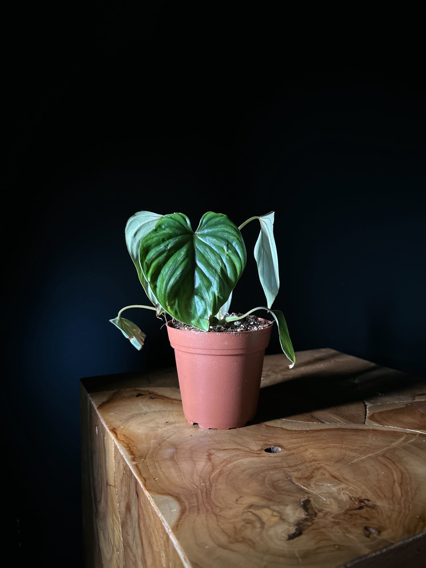 A potted Philodendron plowmanii plant with large heart-shaped leaves placed on a wooden surface against a dark background.
