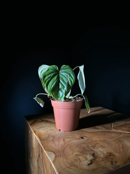A potted Philodendron plowmanii plant with large heart-shaped leaves placed on a wooden surface against a dark background.