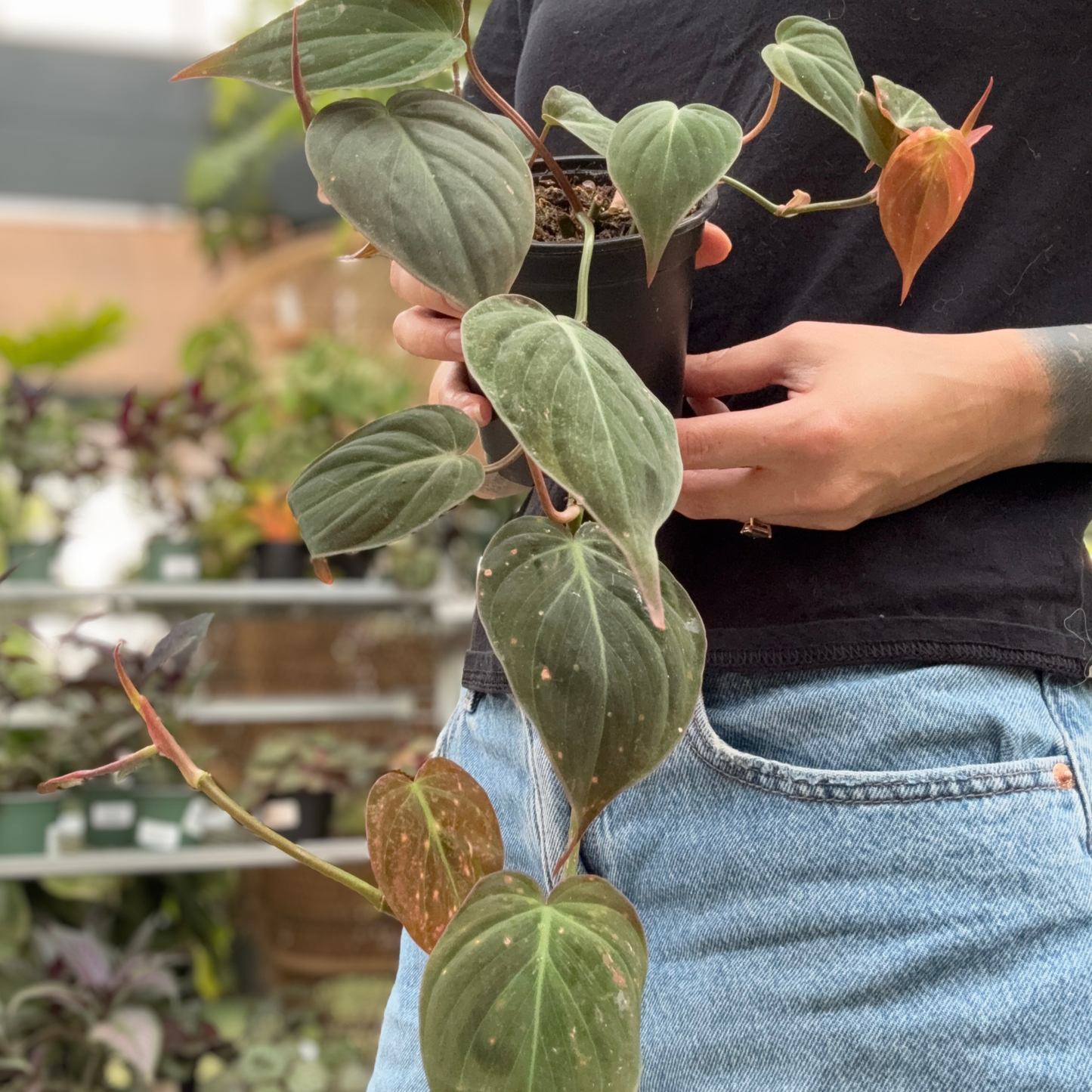 a person holding a potted philodendron micans plant in a greenhouse setting