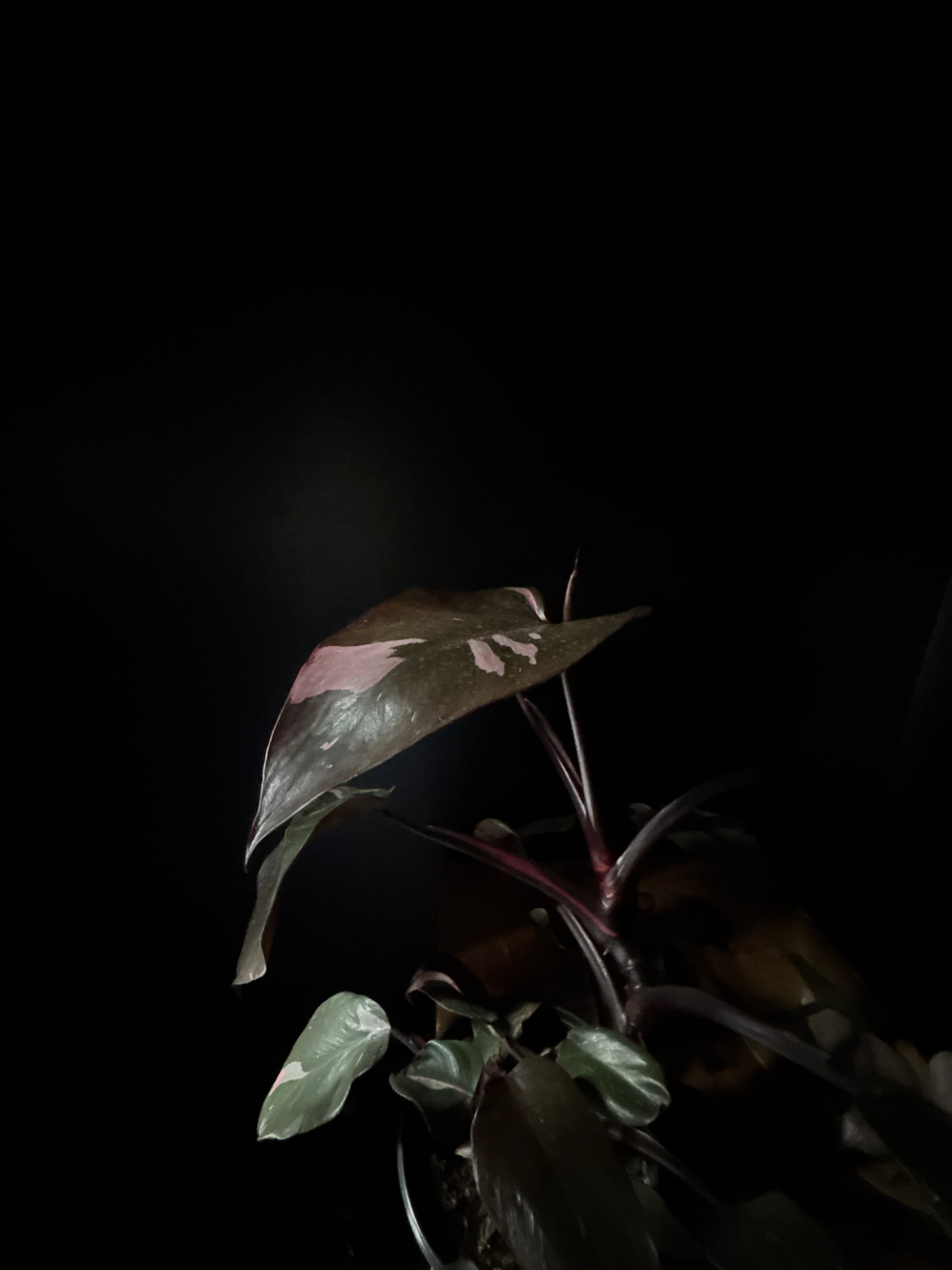 philodendron pink princess dark form Philodendron Pink Princess